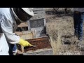 Dee Lusby Organic Beekeeper 2013