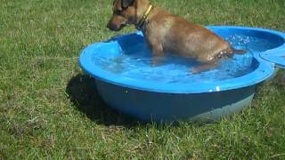 Dogs Trust Canterbury: Rocky takes a little paddle!