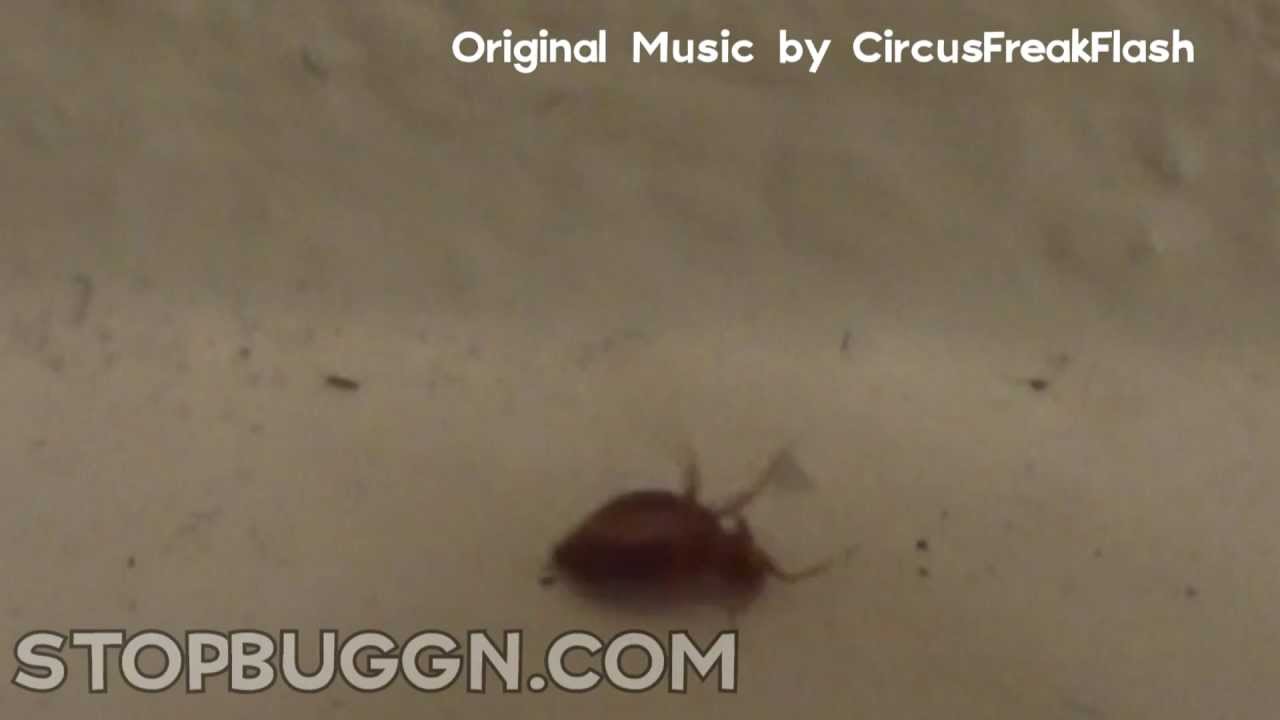 Displaying 19> Images For - Bed Bug Vs Tick...