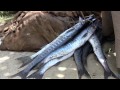 Tanzania: Pemba Island - Parte 6/16