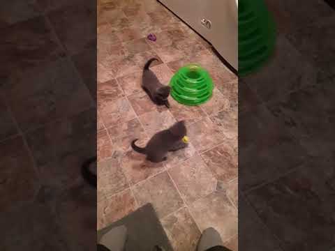 Kittens having a ball