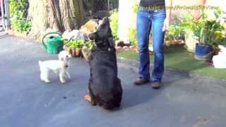 Teasing dogs - Playing with dogs for food - Rottweiler & Mini poodle toy - Cute pets