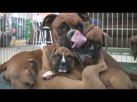 Cute 6 Week Old Boxer Puppies Playing - YouTube