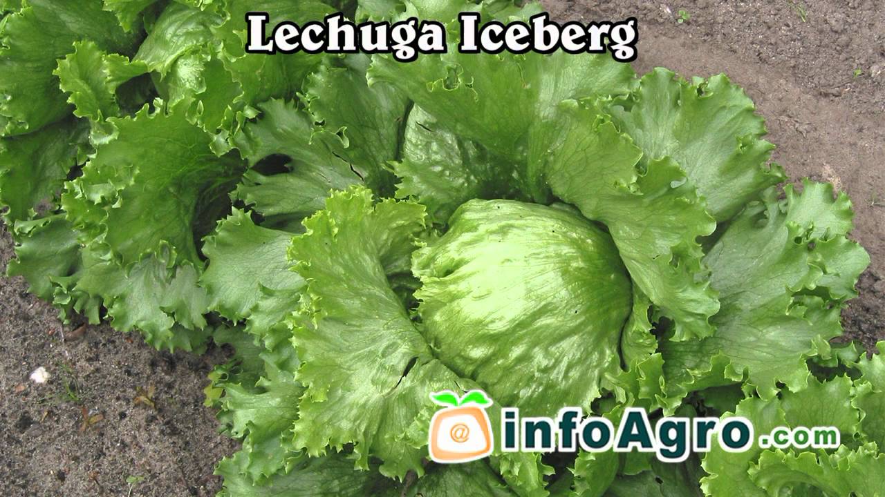 Cultivo de la lechuga. 1ª parte - YouTube