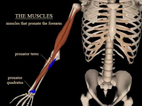 pronation and supination of the forearm - YouTube