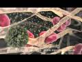 AMAZING 3D Medical Animation in HD: Nucleus 2009 Demo Reel
