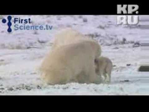 Белый медведь подружился с собаками
