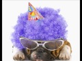 Happy Birthday Dogs Video - Happy Birthday ecards - Birthday Greeting Cards