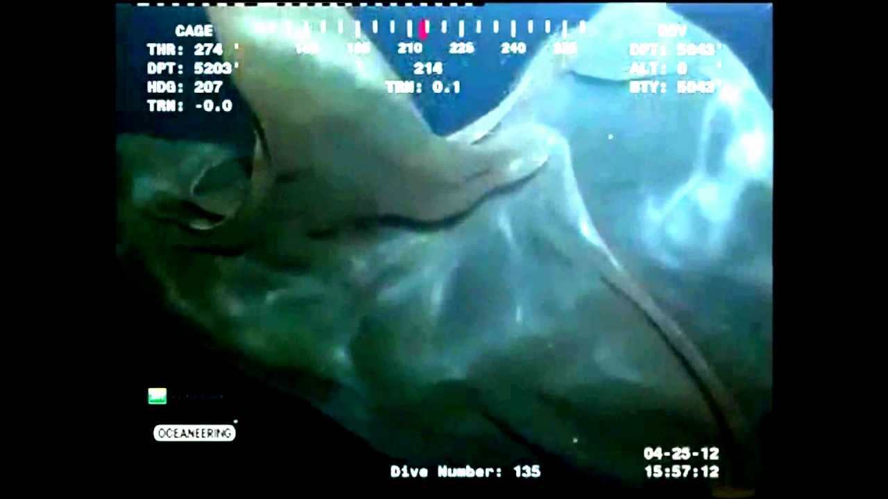 Very Mysterious Sea Creature Deep In Our World�s Oceans