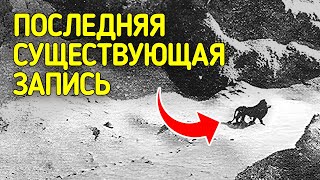 Вымершие виды и другие удивительные факты о животных