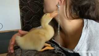 Cute Duckling Reloaded