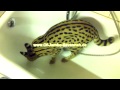 Savannah Cat TV - Serval attacked Spider