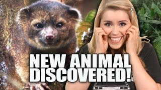 Cutest Animal EVER Discovered