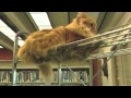 Dewey the Library Cat
