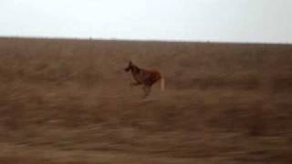 Maned Wolf running very fast