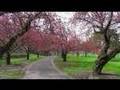 2008 Cherry Blossom Time-lapse at Brooklyn Botanic Garden