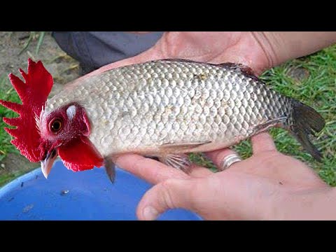 Top 10 Amazing Viral Videos 2017 Fishing Boats, Salmon Traditional Net Fishing Tuna Herring Mackerel