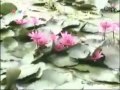 Du Lịch Miền Tây Mùa Nước Nổi