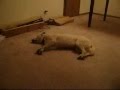Bizkit The Sleep Walking Dog - Youtube
