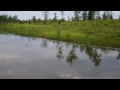 Top Water Largemouth Bass Fishing With Poppers.