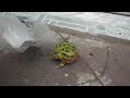 Sapo que late é encontrado no sítio esperança em Acajutiba