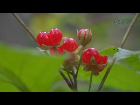 Человек проходит как хозяин Человек проходит как хозяин