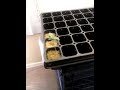 Medical marijuana seedlings + grow equipment