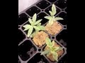 Medical marijuana seedlings + grow equipment