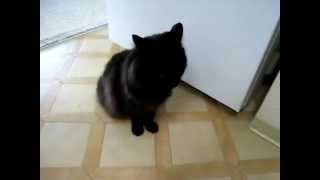 しおちゃん、お手とおかわり Theo the cat's trick before dinner.