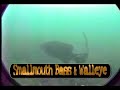 Lake Erie Underwater Video