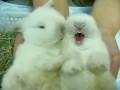 Incredibly Cute Cuddly Furry Rabbits Kissing and Cudling!