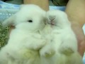 Incredibly Cute Cuddly Furry Rabbits Kissing and Cudling!