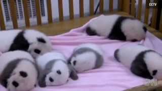 Presentan a siete bebés pandas más tiernos del mundo