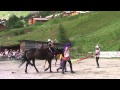 Val d'Alllos Fête du cheval la vidéo du dimanche 4 août