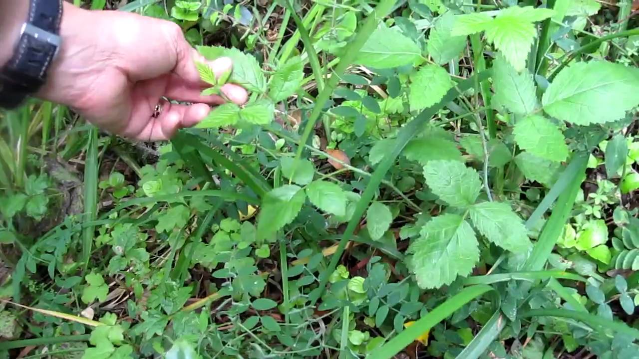 what does poison oak look like youtube what does poison oak look like youtube