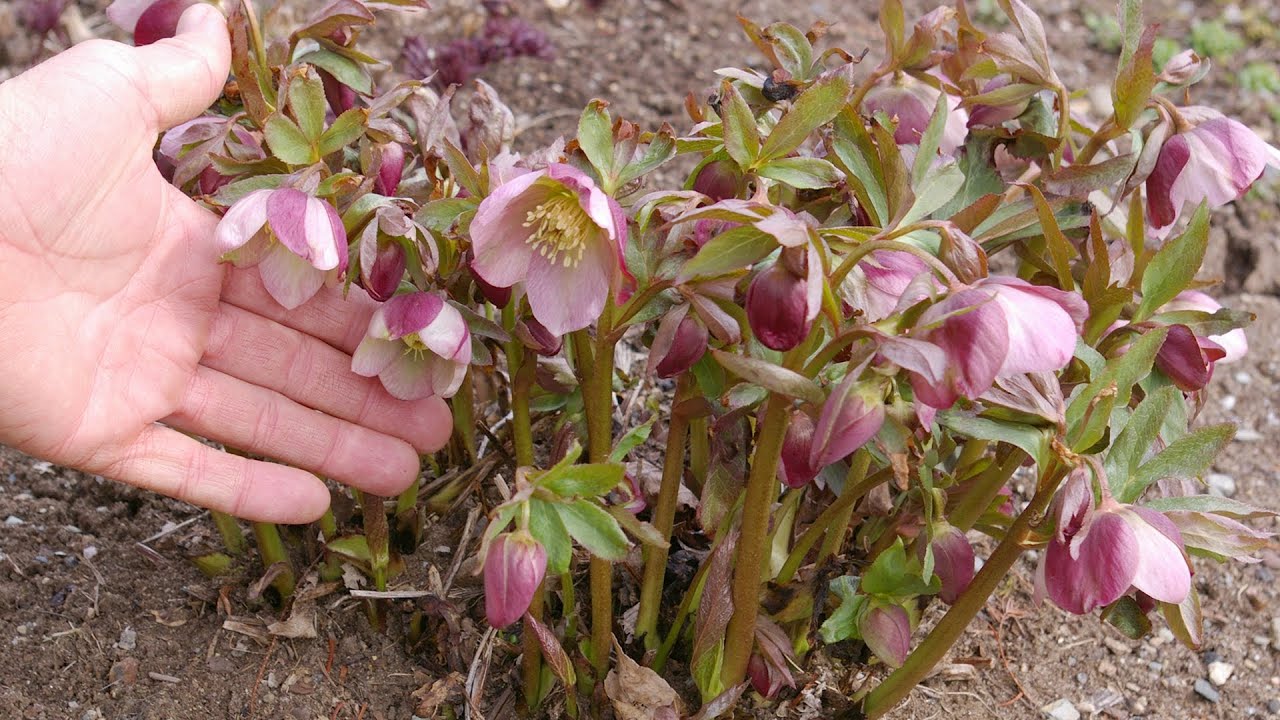 lenten rose spring care helleborus spp youtube lenten rose spring care helleborus spp youtube