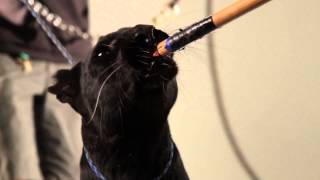 Cats in Slow Motion: Behind the Scenes | Slow Motion Cats Phantom Camera Series