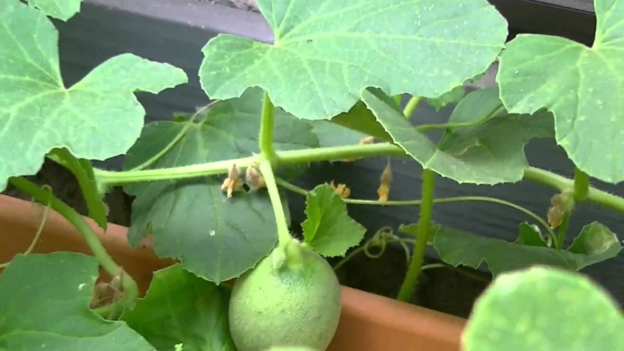 Cantaloupe Plant - YouTube