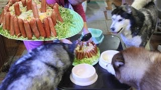 ハスキー犬とライスケーキ  