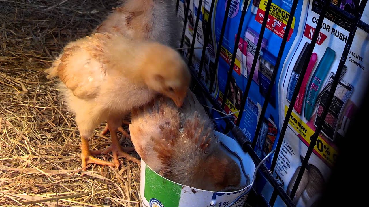 Baby Chicks Take a Dust Bath in the Food Dish YouTube