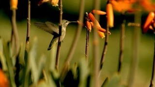 Stanford Students Discover Groundbreaking Flight Behavior