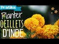 Pourquoi planter des oeillets d'Inde dans un potager