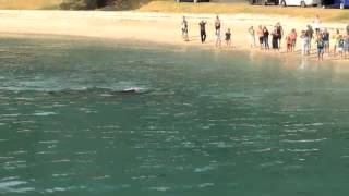 Orcas at Maraetai