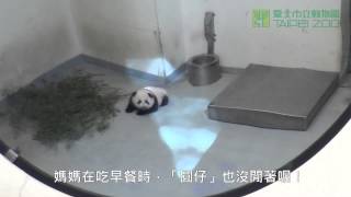 好奇寶寶圓仔 The Curious Baby Giant Panda Yuan Zai And Daddy Tuan Tuan in Outdoor