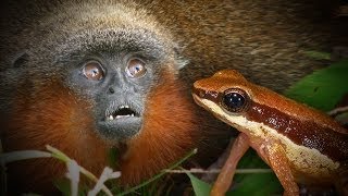 400 NEW SPECIES Discovered in Amazon