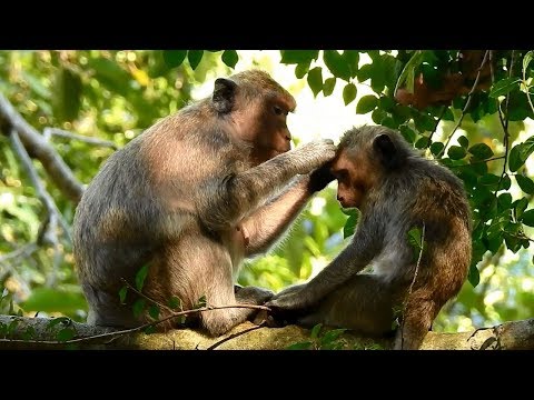 Funny Brutus Jr acting like baby to Jill | Jill busy grooming Brutus Jr & leave Jilla away