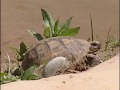 Les petites créatures du désert - Vidéo COMPLETE