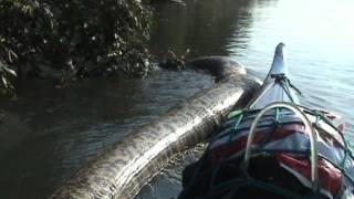 GIANT SNAKE IN THE AMAZON RIVER