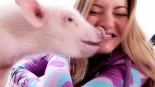 BUYING A MINI PIG!!!