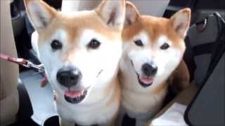 柴犬ひかりといちご　車内でニコニコ♪　Smile of Shiba Inu in the car